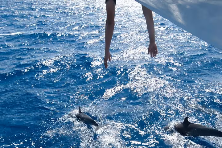 Dolphins swimming beside a boat on the Hurghada Dolphin House snorkeling cruise in the Red Sea
