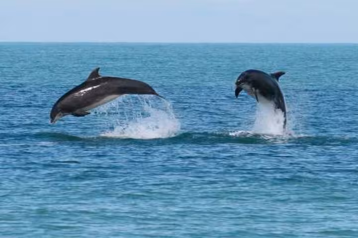 Wild dolphins jumping in the Red Sea near Sataya Reef, Marsa Alam dolphin snorkeling and lunch boat trip