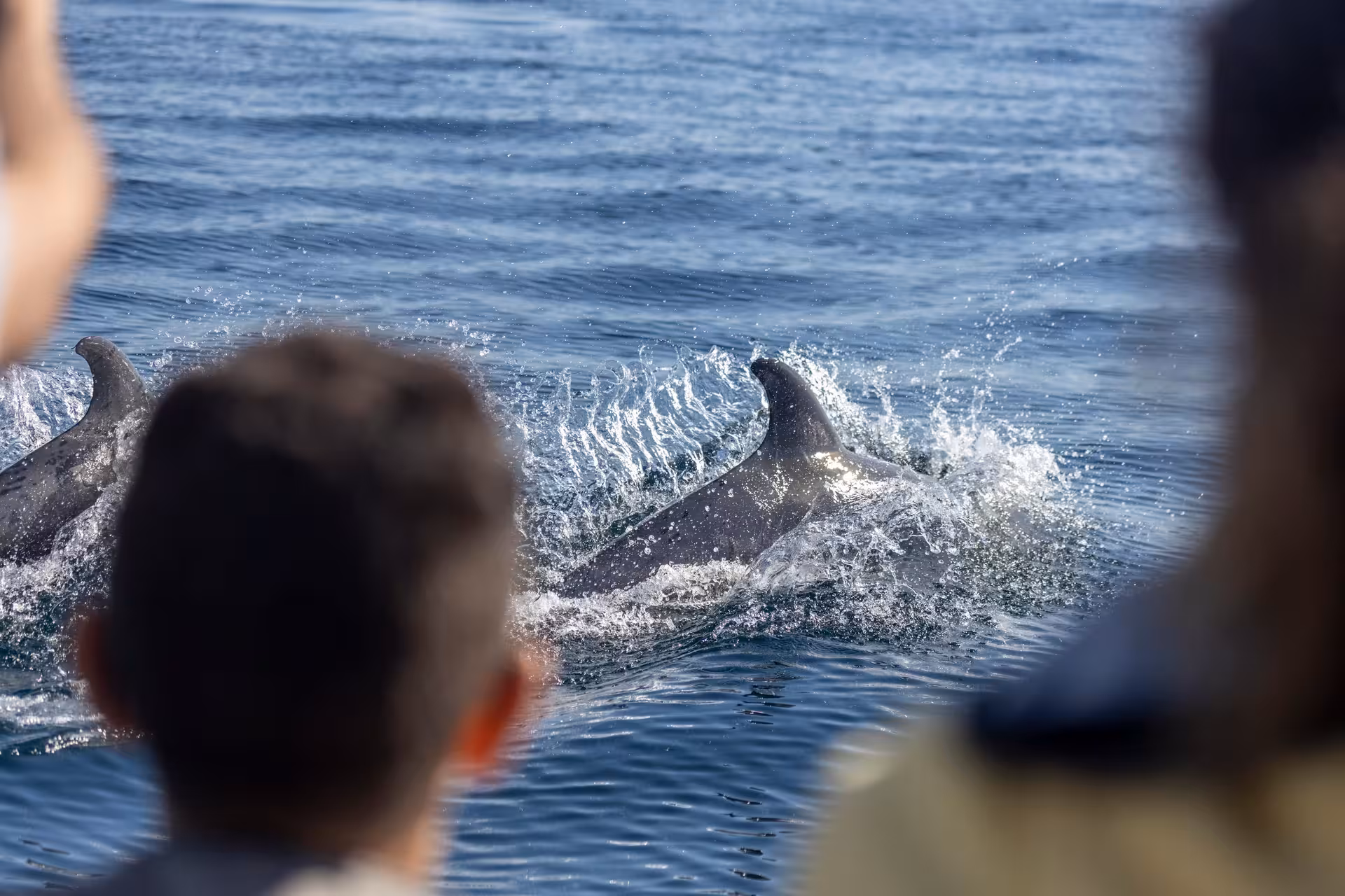 Close-up dolphins surfacing beside the boat on a Lisbon dolphin watching cruise in the Atlantic Ocean