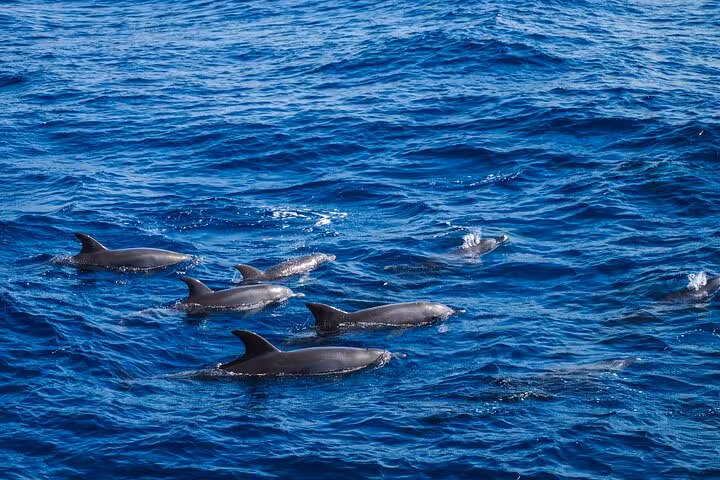 Pod of dolphins surfacing in the Red Sea during a Hurghada Dolphin House snorkeling cruise with lunch