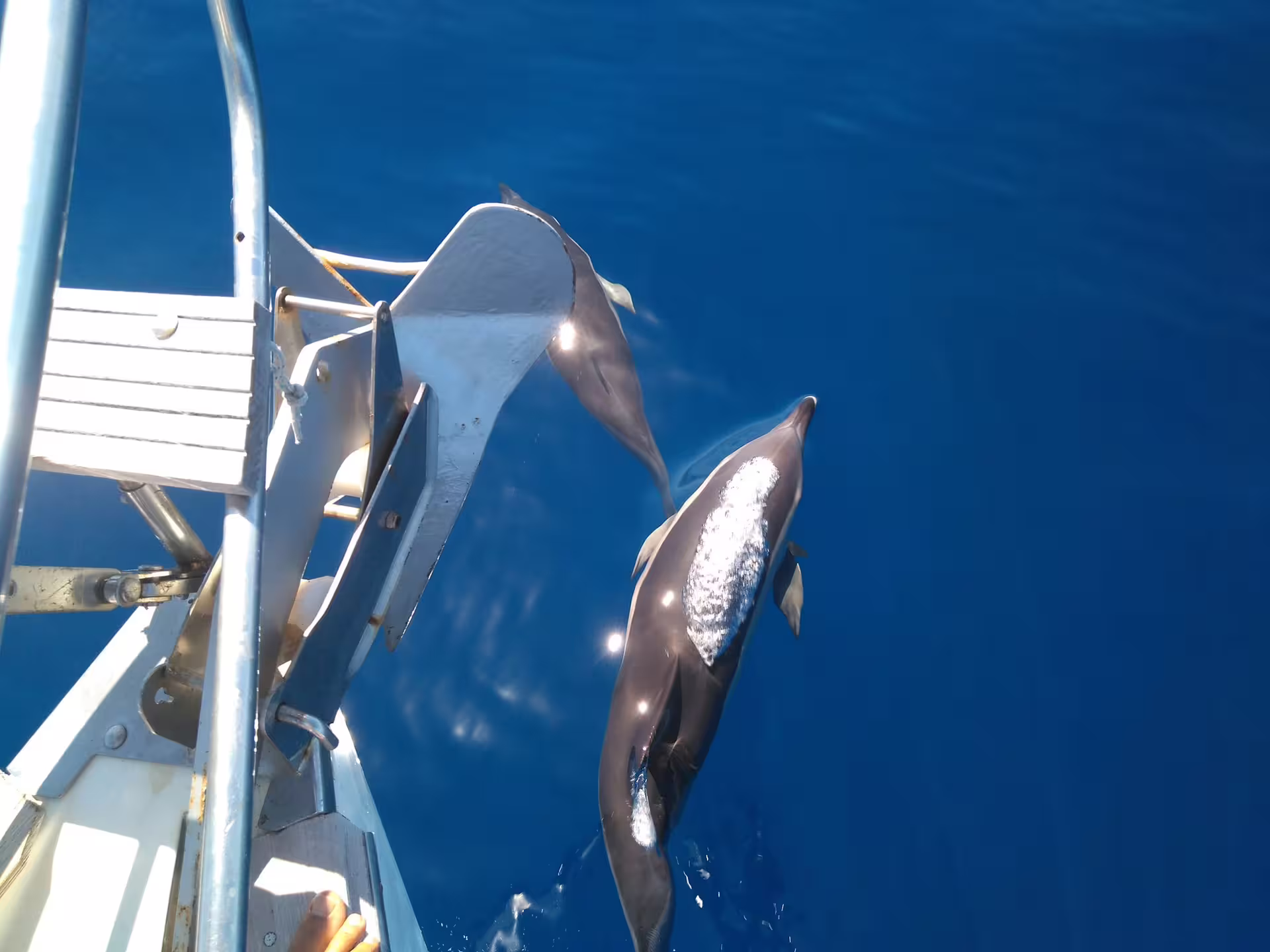 Dolphins playfully surfacing near boat during magical Teide y Delfines tour in Tenerife's blue ocean.
