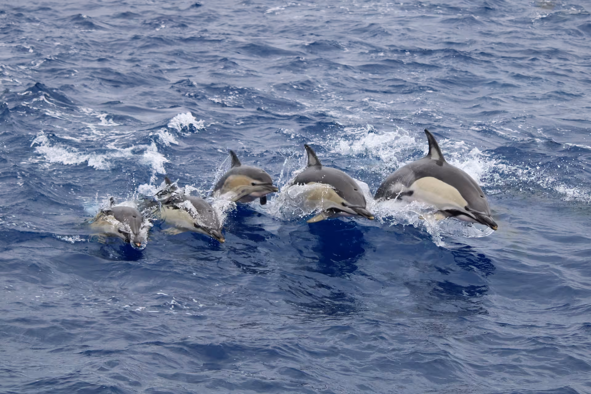Pod of dolphins surfing blue Atlantic waves on Caloura boat excursion for dolphin watching, snorkeling and lunch