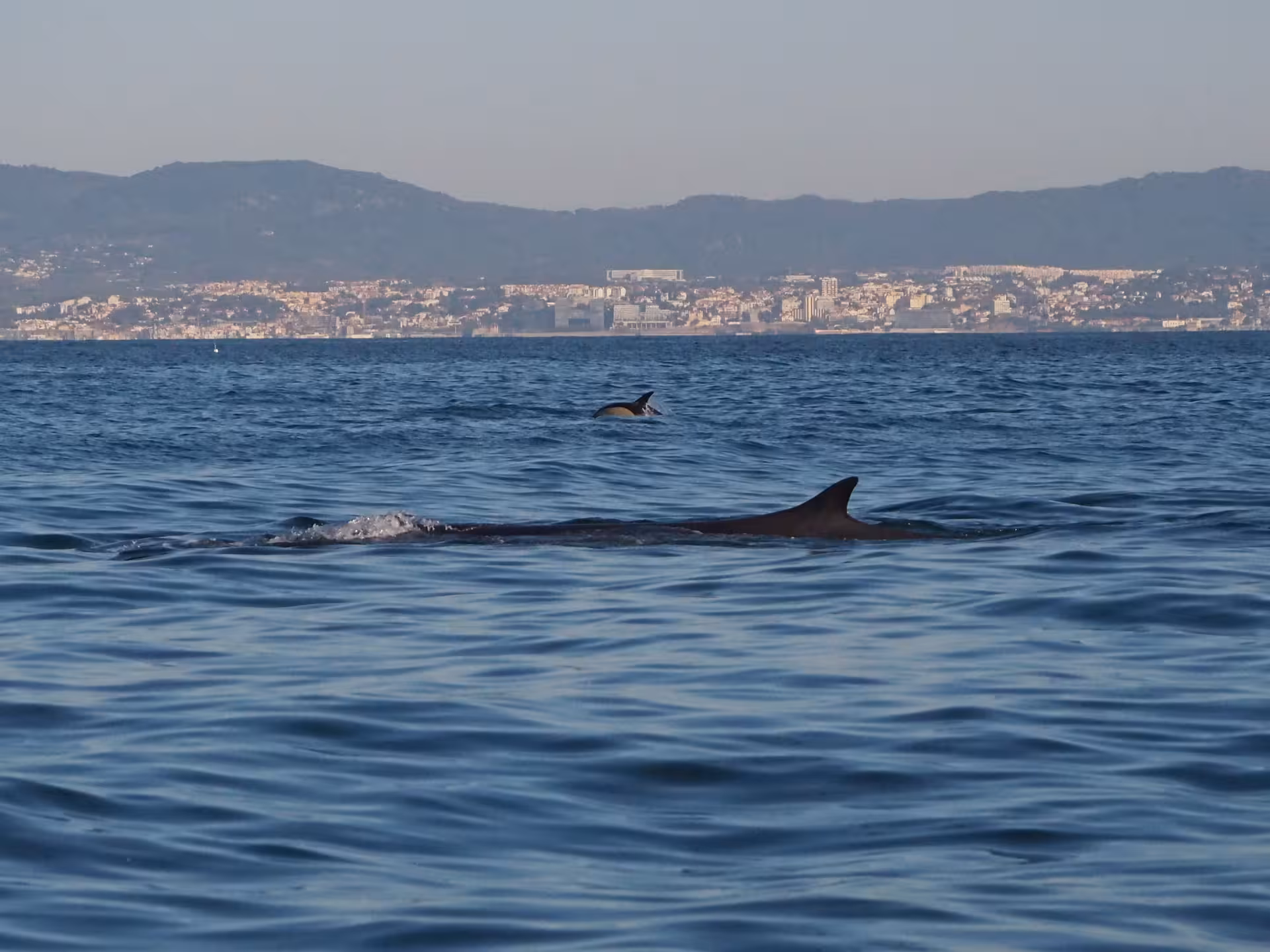 Dolphins swimming offshore with Lisbon coastline in the distance during a scenic dolphin watching cruise