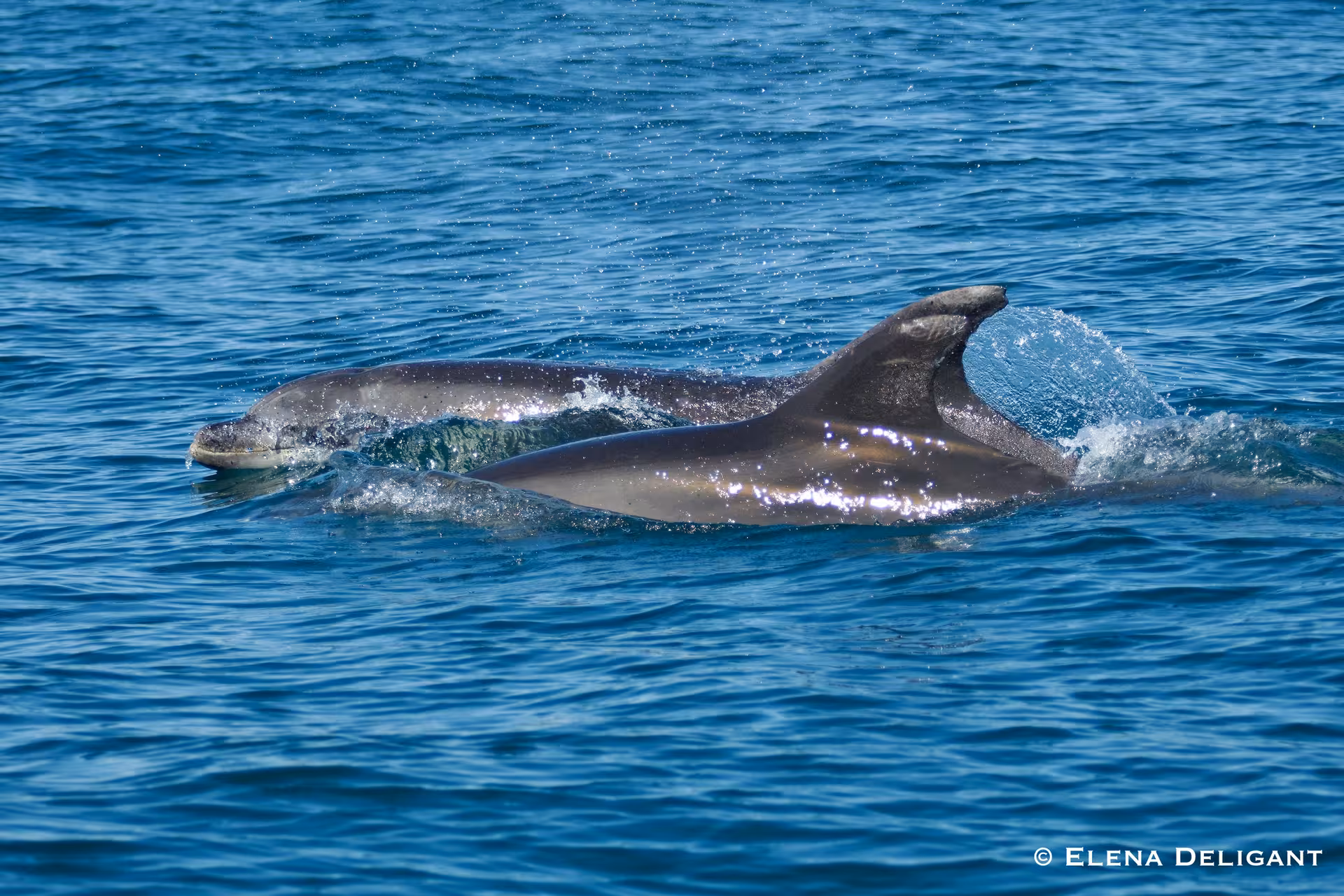 Two dolphins swimming gracefully in the ocean, captured during a biologist-led dolphin sighting tour.