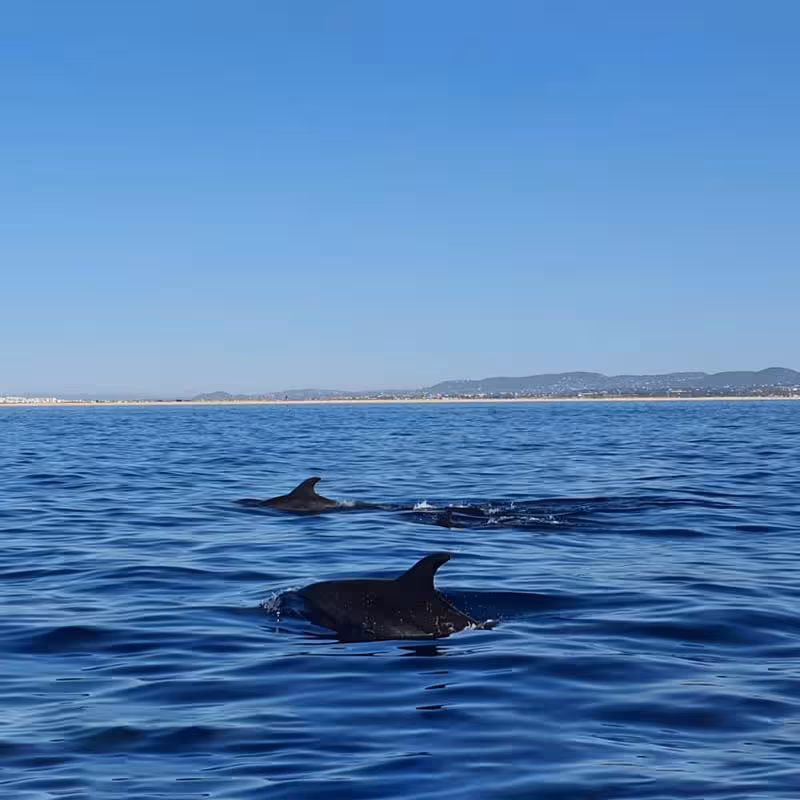 Dolphins swimming near the shore under clear blue skies, perfect for a whale watching adventure.