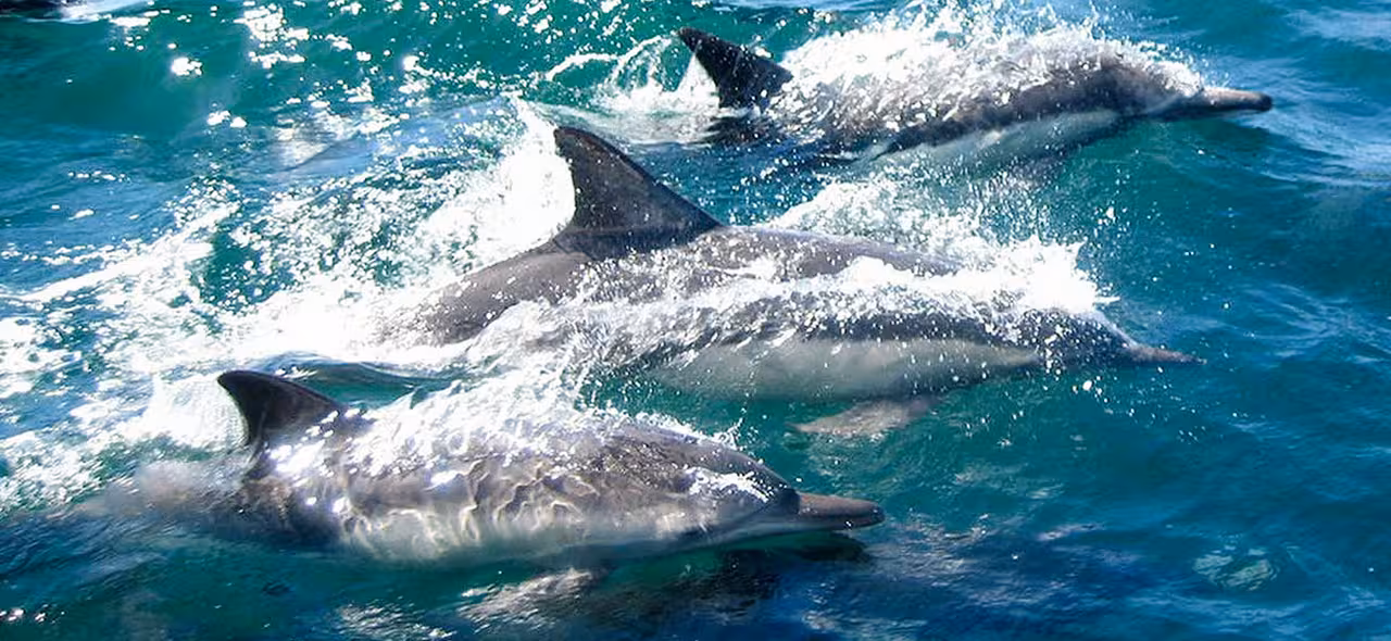 Pod of dolphins swimming in turquoise sea on dolphin watching and 2 islands boat tour in Ria Formosa