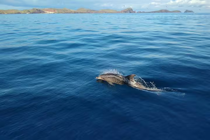 Dolphins swimming in clear blue waters near Funchal, Madeira, during a scenic whale and dolphin watching tour.