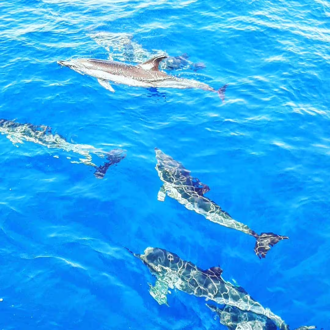 Dolphins swimming gracefully in clear blue ocean waters during an immersive marine adventure tour experience.