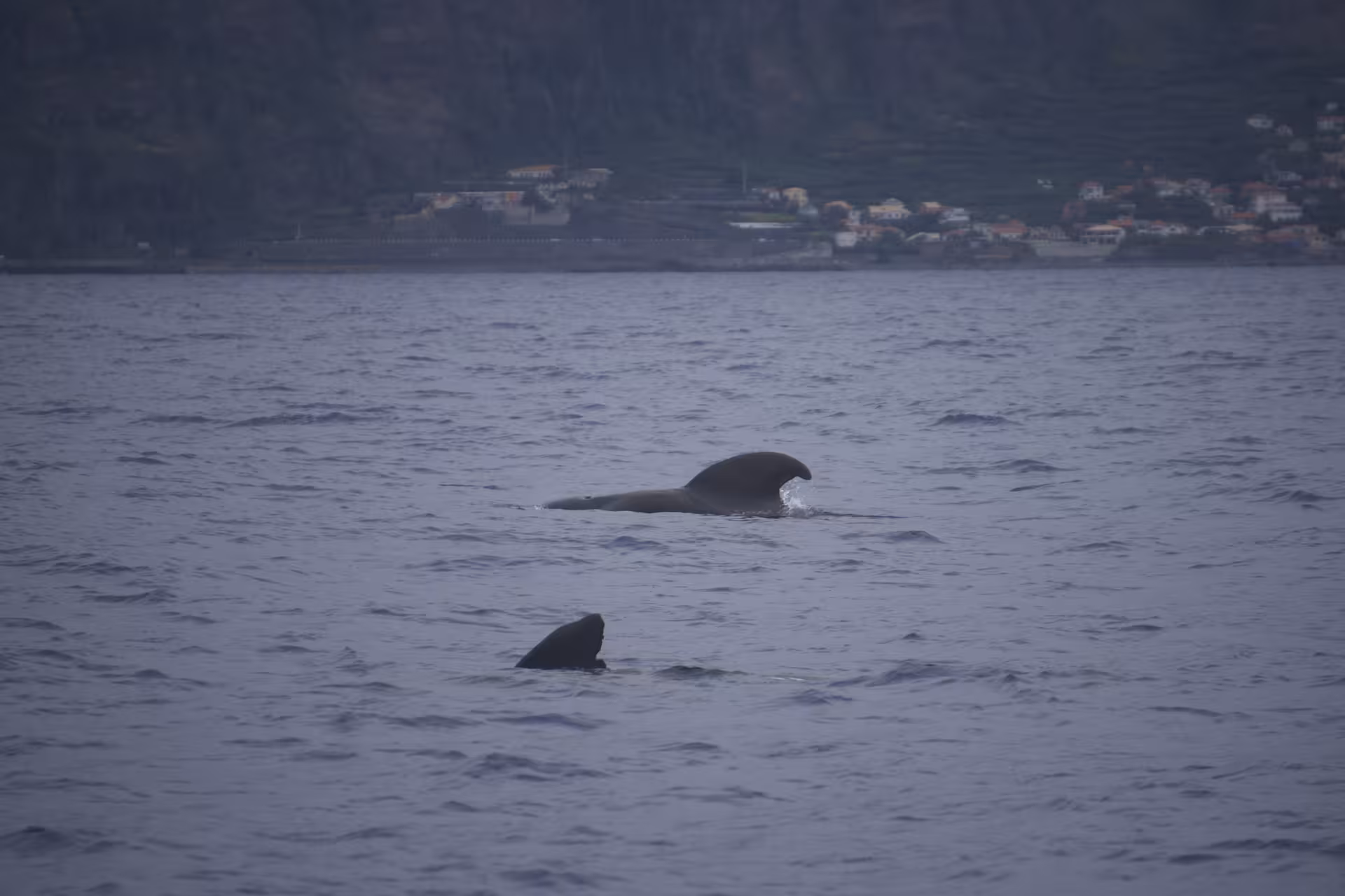 Dolphins surfacing near a scenic coastal backdrop during an exciting RIB boat tour.