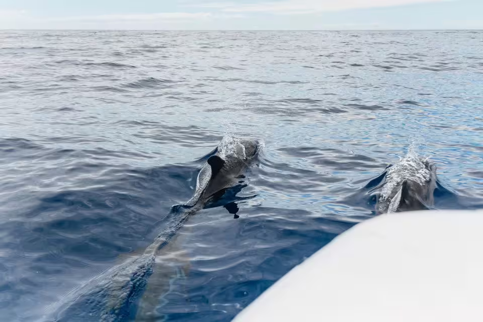 Dolphins gracefully swimming near a boat in the open ocean, perfect for an unforgettable marine wildlife experience tour.