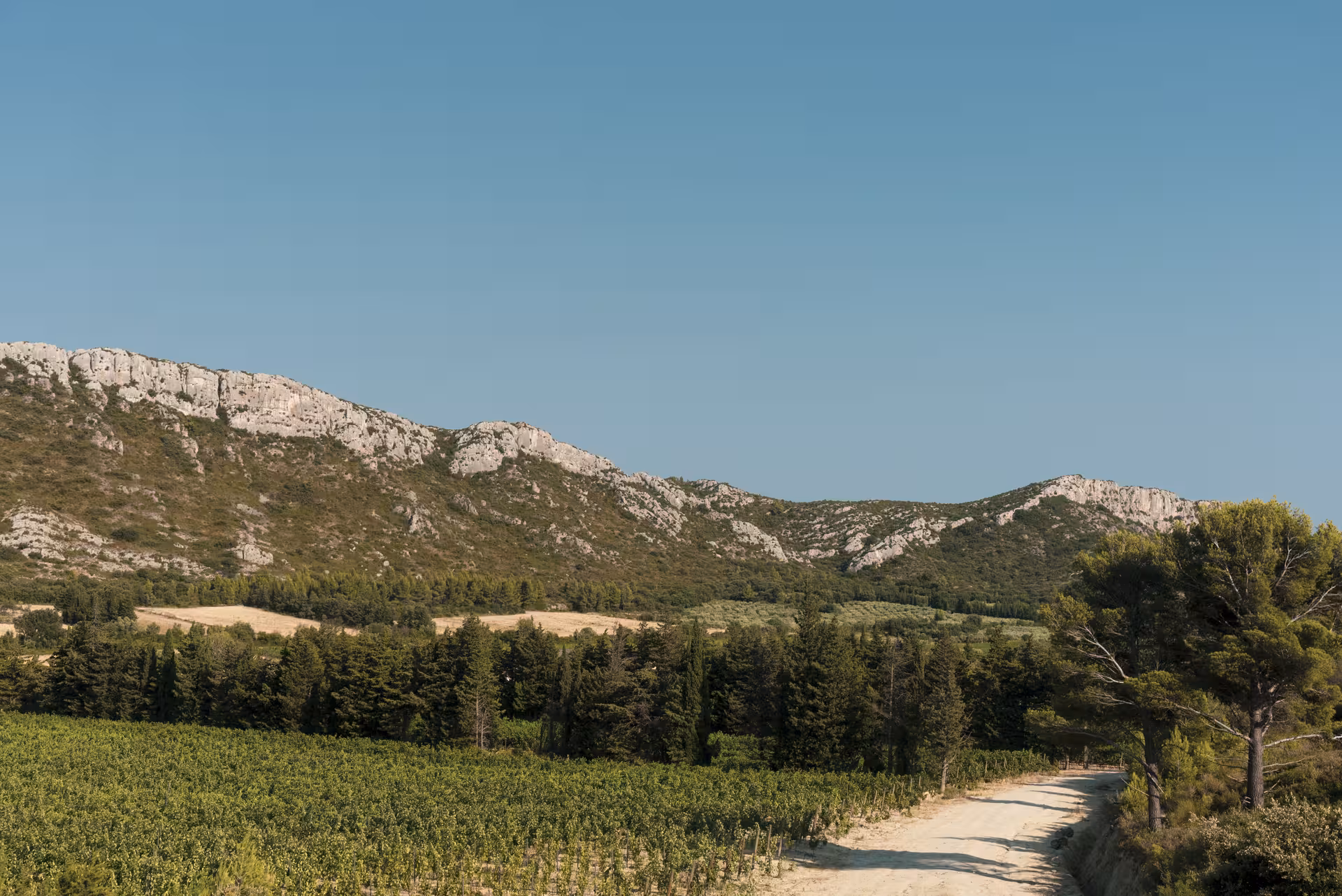 Route bordée de vignes au Domaine du Vallon des Glauges, vue sur les Alpilles lors de la visite et dégustation