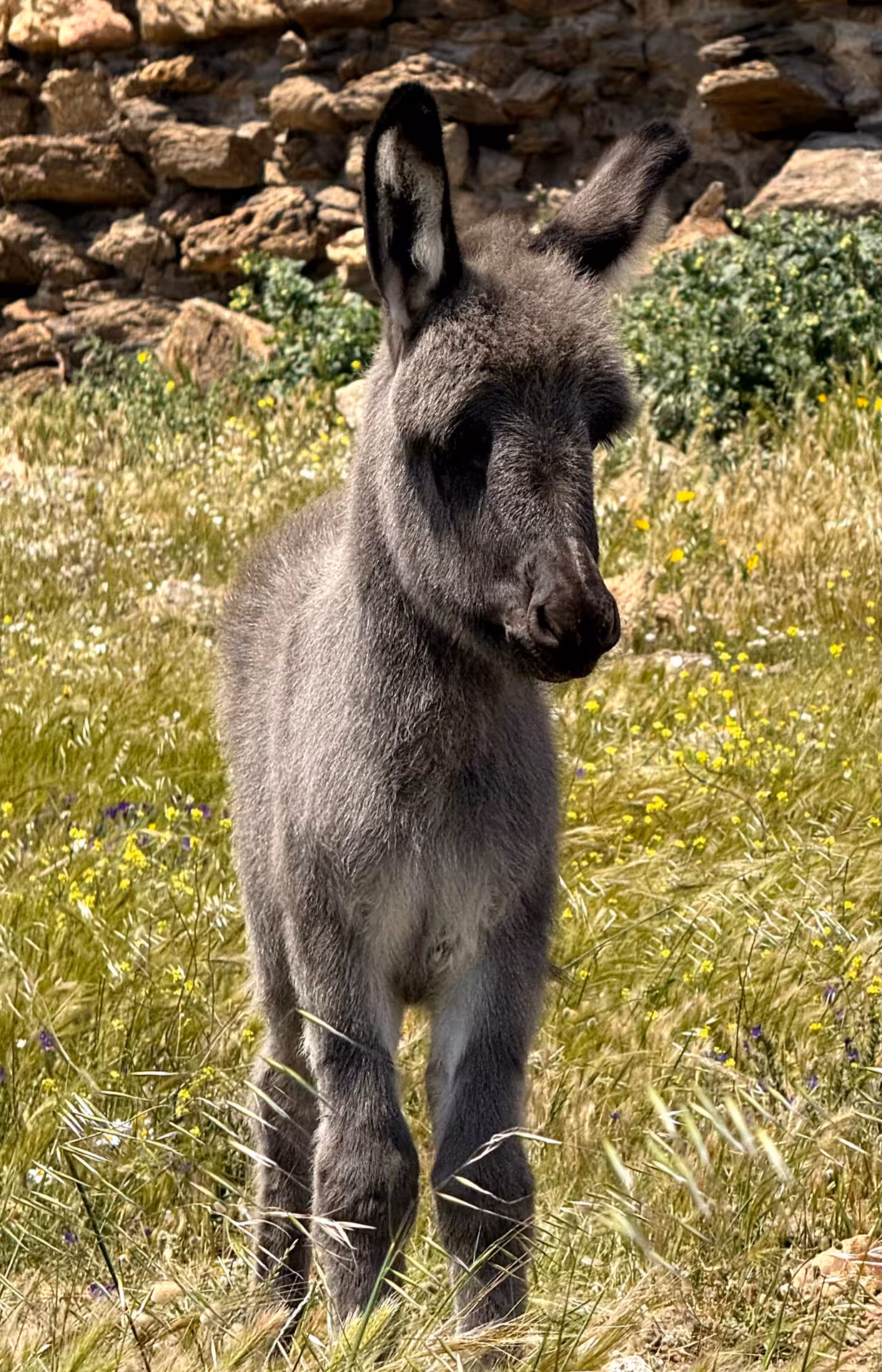 Cute donkey foal in lush Asinara Park, perfect for wildlife enthusiasts on a Stintino fishing boat tour.