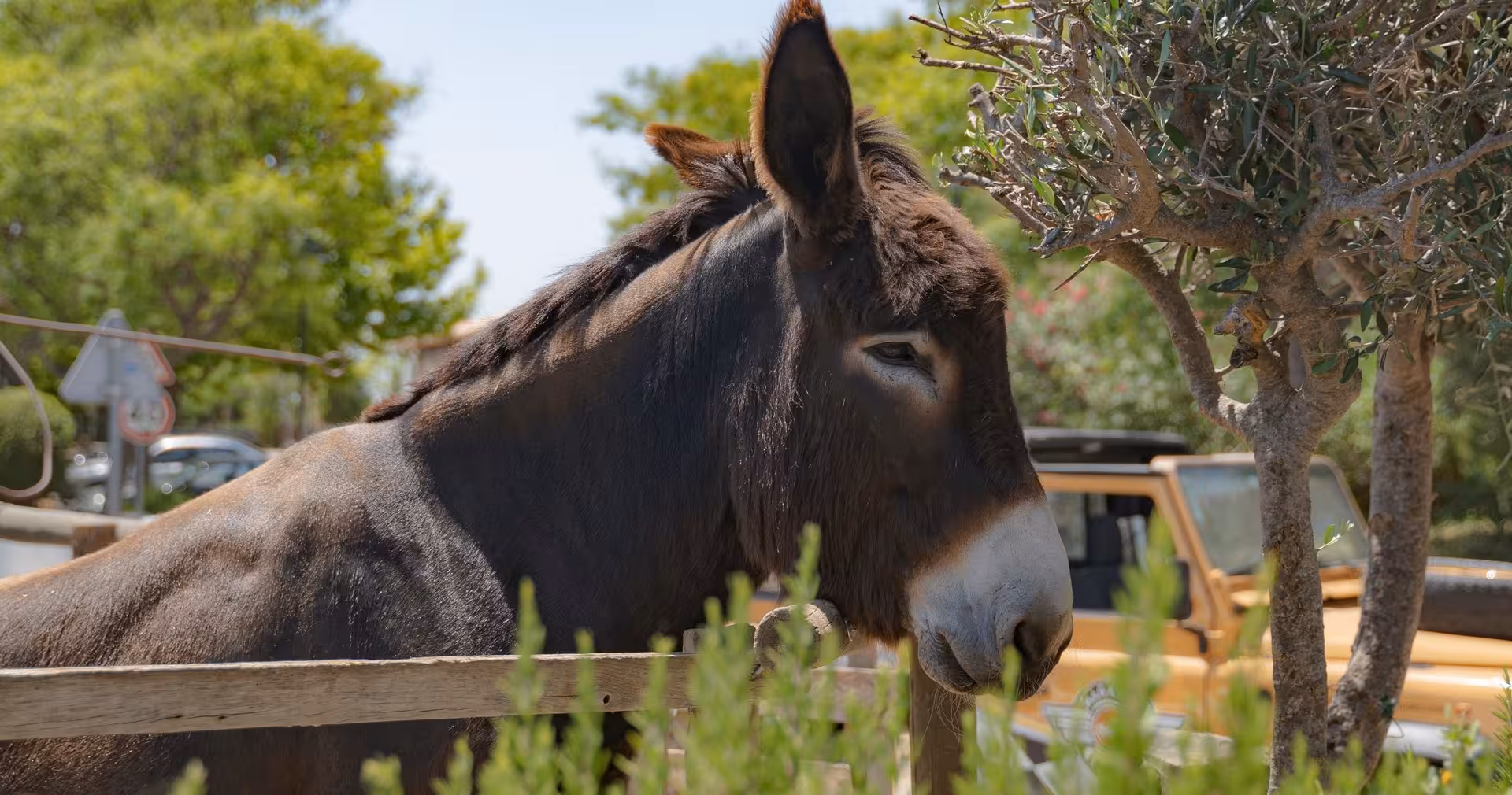 Friendly donkey in a rural corral beside safari jeeps, seen on an authentic countryside half-day private tour