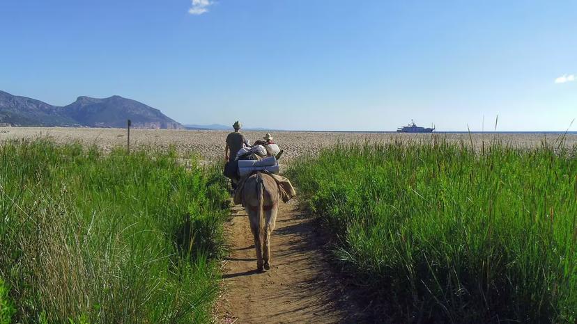 Trekkers with donkeys walk towards the sandy beach under a clear blue sky in the Gulf of Orosei, Sardinia.