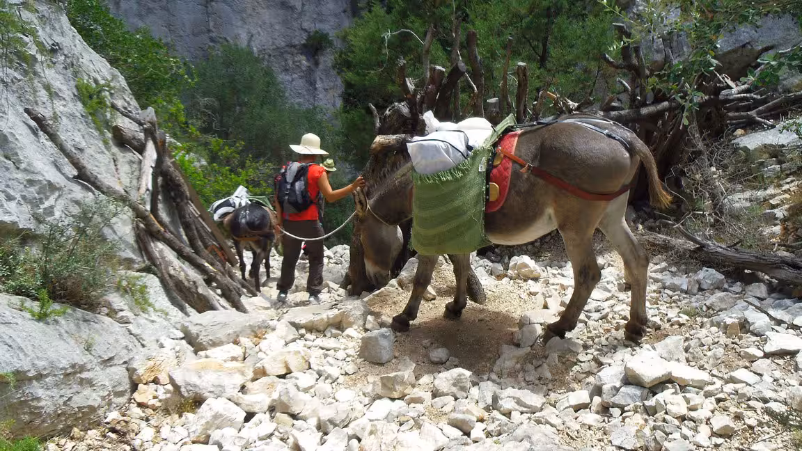Hiker with donkeys navigating rocky trail in Sardinia's Gulf of Orosei during a 3-day trekking tour.