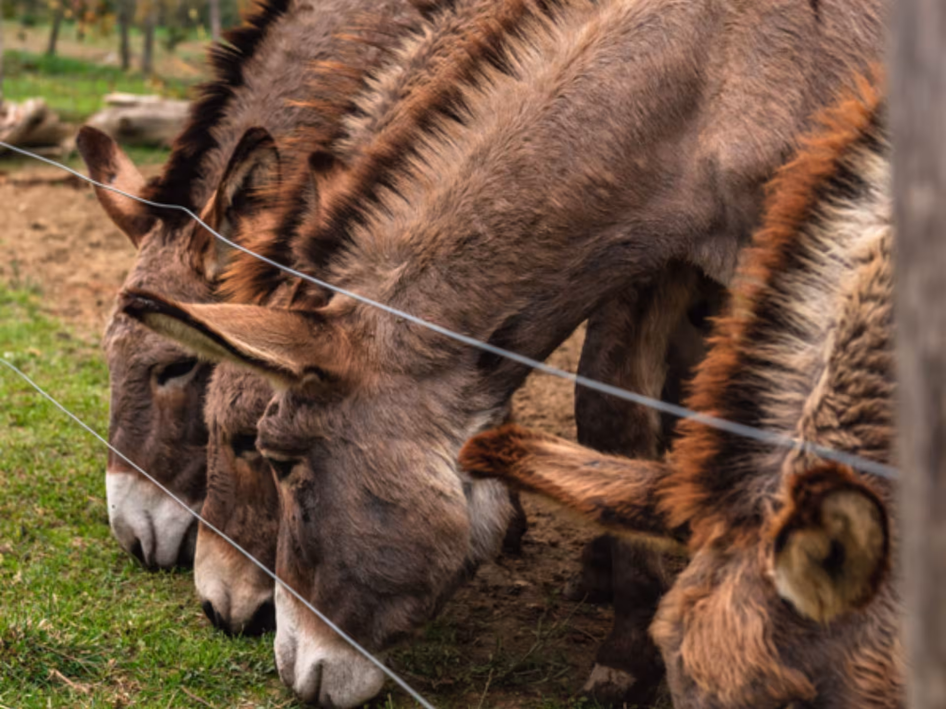 A group of donkeys grazing peacefully in a fenced pasture near Florence's natural park.