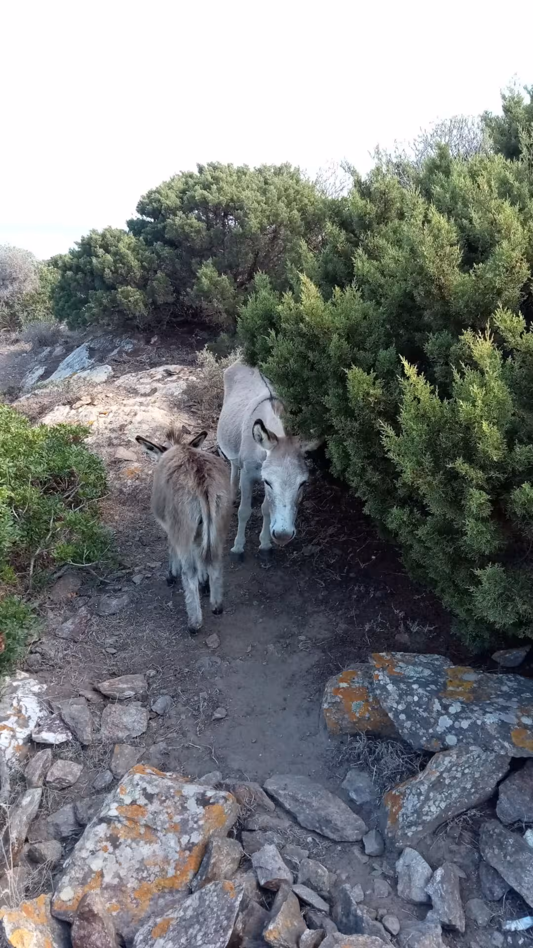 Donkeys spotted along a scenic trail in Porto Conte Park, Alghero, during an ebike tour.