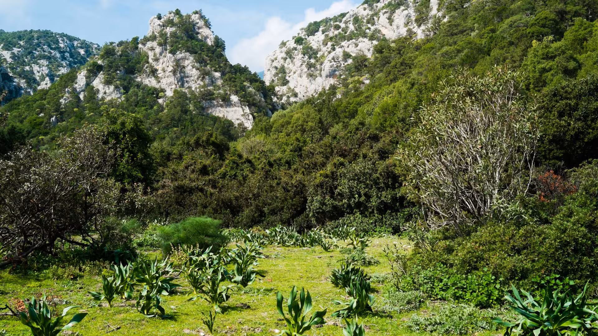Lush green landscape with rocky cliffs and dense vegetation on the trekking route to Cala Luna from Dorgali.