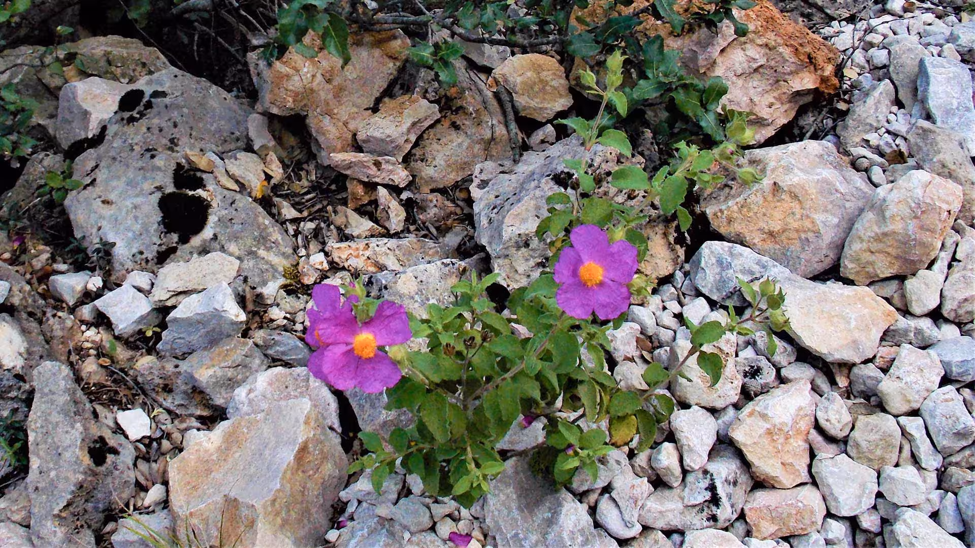 Vibrant purple wildflowers amidst rocky landscape in Dorgali, perfect for scenic nature walks.