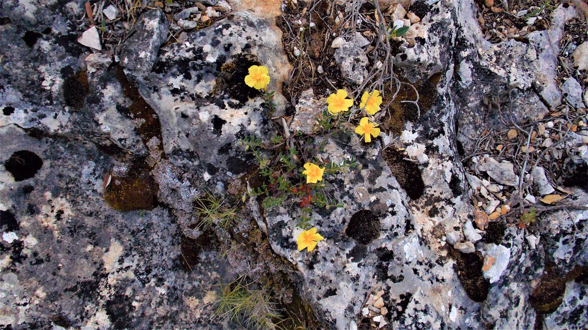 Bright yellow wildflowers growing on rugged rocky terrain in Dorgali, ideal for nature walks.