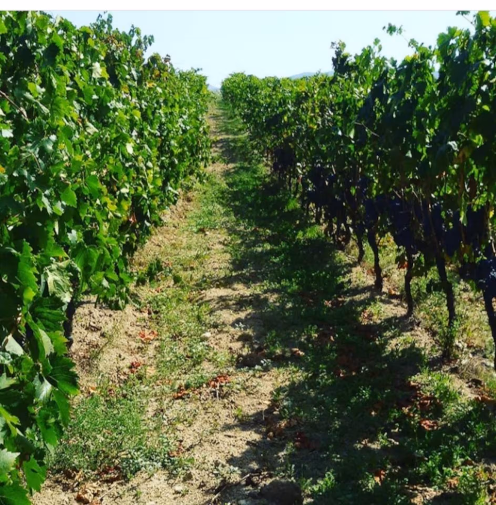 Lush vineyard rows stretch into the distance in Dorgali, ideal for wine enthusiasts exploring Sardinia.