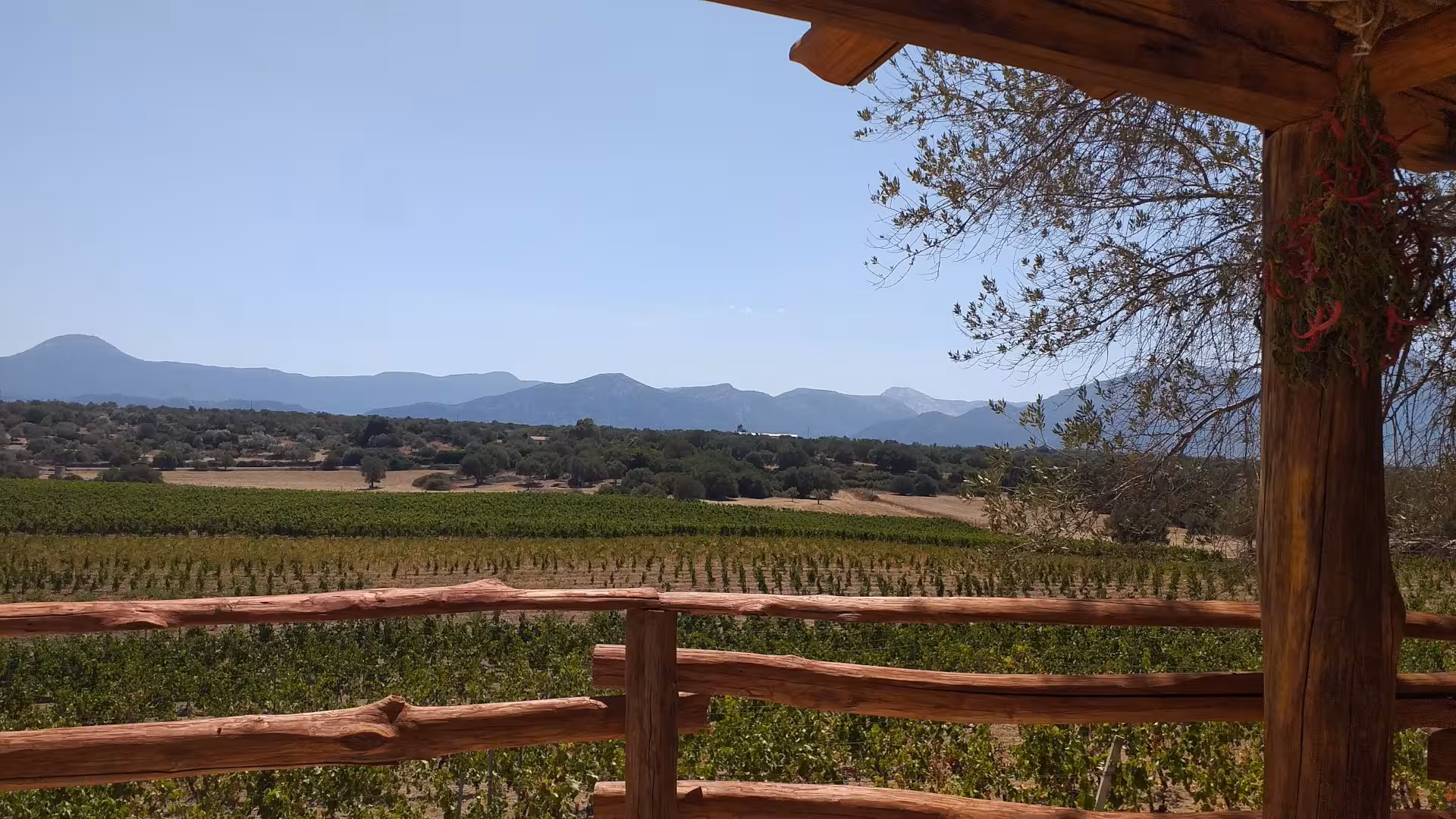Scenic vineyard view from a rustic terrace in Dorgali, offering a picturesque backdrop for a wine tasting experience.