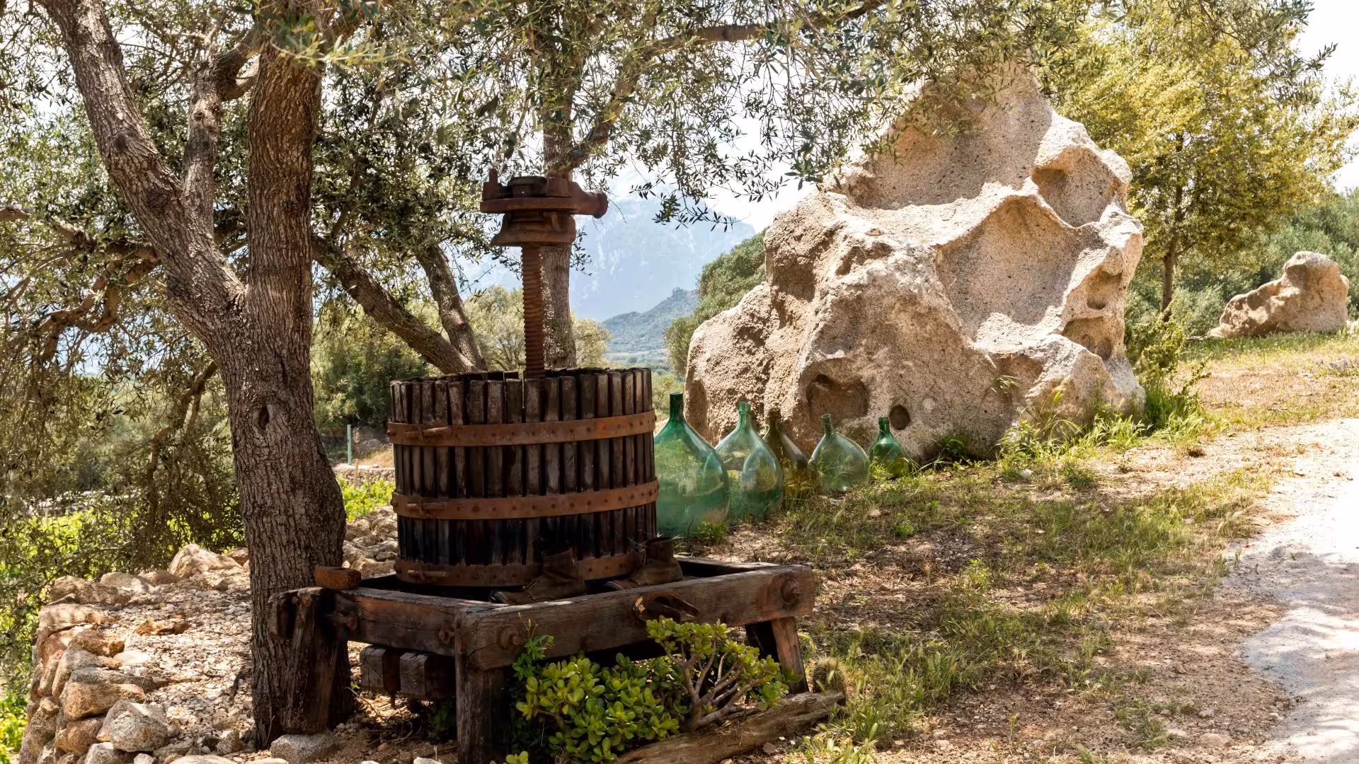 Rustic wine press and demijohns under olive trees at a picturesque Dorgali vineyard.