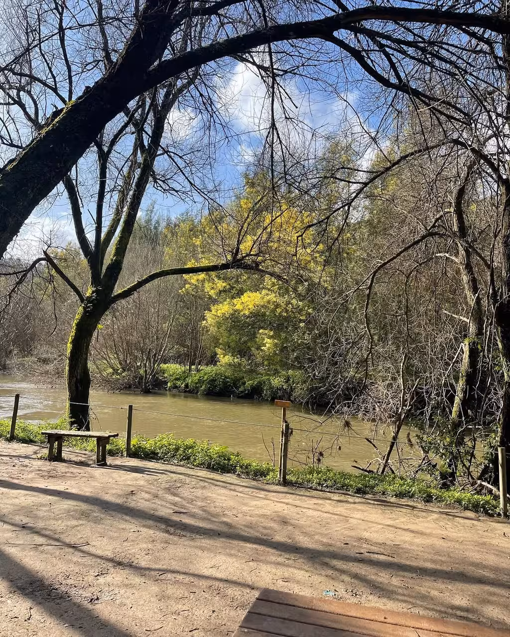 Quiet Douro riverside beach with trees and bench, a hidden gem stop on the scenic mills tour in Portugal