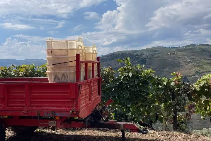 Red trailer with grape containers in lush Douro Valley vineyard during a private 4x4 tour.