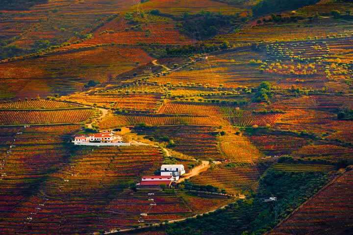 Autumn colors over terraced Douro vineyards and quintas, two wine regions visited from Porto with boat cruise & lunch.