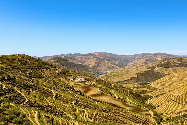 Expansive Douro Valley terraced vineyards under a clear blue sky, highlighting Portugal's wine heritage.
