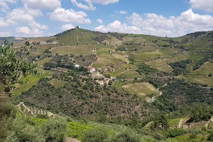 Scenic view of Douro Valley's lush terraced vineyards under a blue sky, perfect for a wine lover's tour.