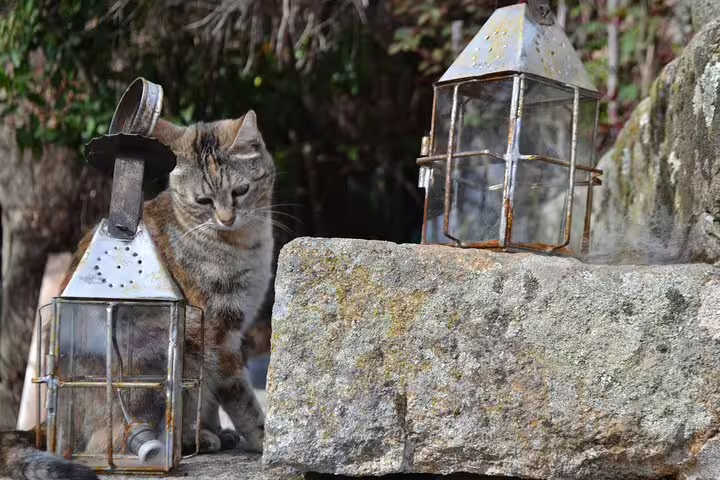 Rustic stone setting with a curious cat and vintage lanterns, capturing the charm of Douro Valley's vineyards.