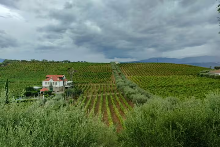 Scenic view of lush Douro Valley vineyard with charming farmhouse under cloudy skies.