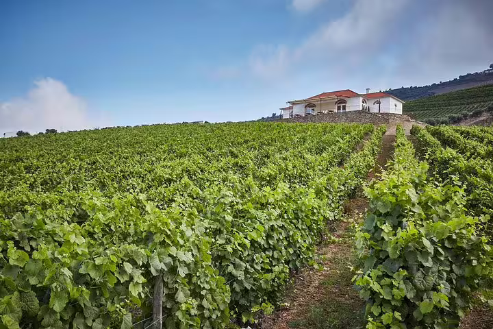 Expansive vineyard landscape in Douro Valley with a traditional farmhouse under a clear blue sky, perfect for wine tours.
