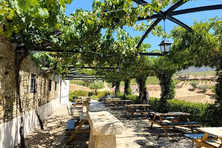 Shaded vineyard terrace lunch stop on a private Douro Valley experience with specialized guide, wine tastings