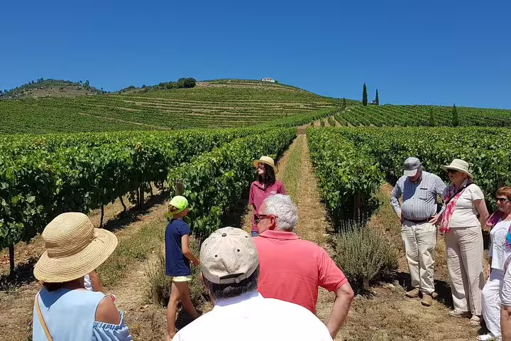 Tourists enjoying a guided tour among lush vineyard rows in the scenic Douro Valley under a clear blue sky.