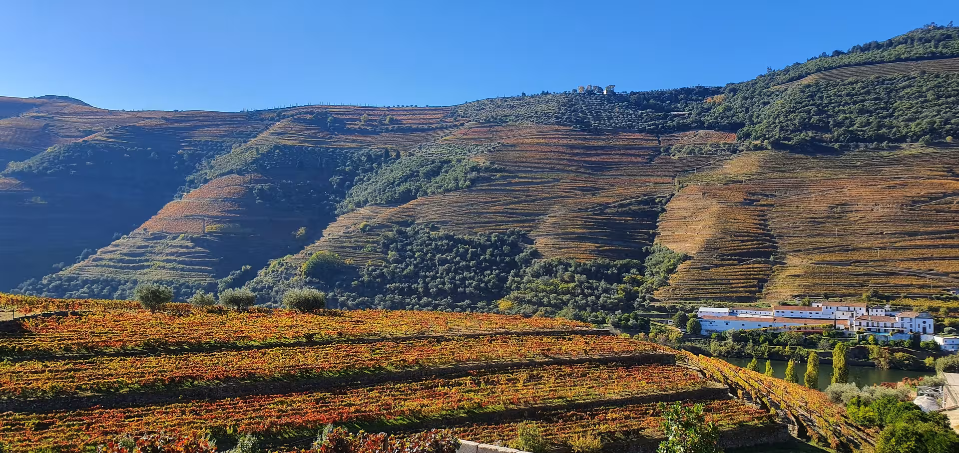 Autumn terraced vineyards and riverside winery in the Douro Valley, private train tour with Vinho Verde wine