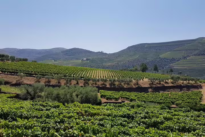 Scenic view of Douro Valley vineyards under a clear blue sky, showcasing lush grapevines and rolling hills.