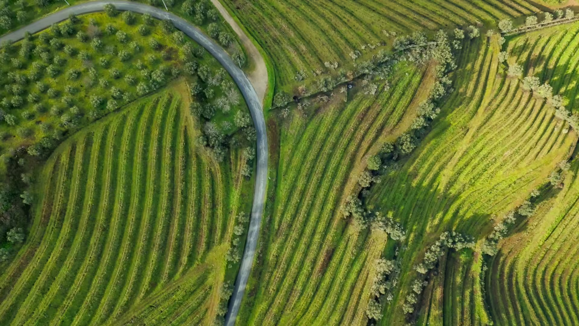 Aerial view of Douro Valley vineyards and its curves on Cooltour Oporto's Douro Valley Tour from Porto