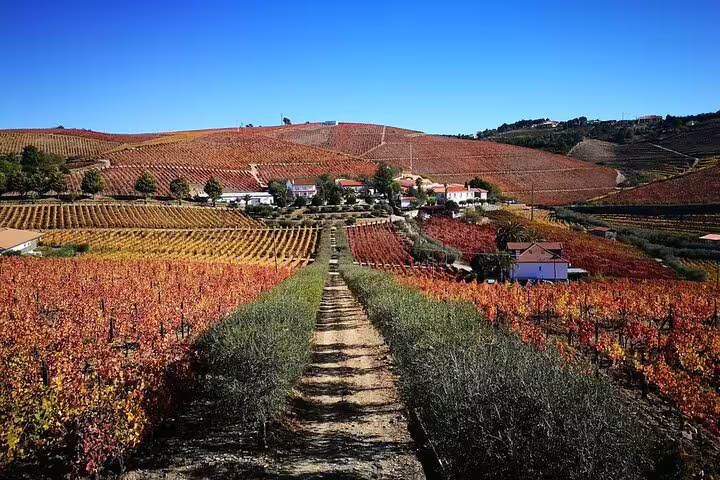 Scenic view of Douro Valley vineyards with colorful autumn foliage under a clear blue sky, perfect for a luxury wine tour.