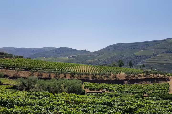 Expansive view of lush vineyards stretching across the rolling hills of Douro Valley under a clear blue sky.