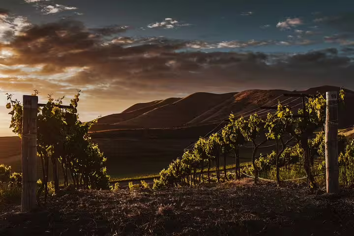 Scenic sunset view of Douro Valley vineyards, perfect for wine tasting tours and exploring Portugal's wine heritage.