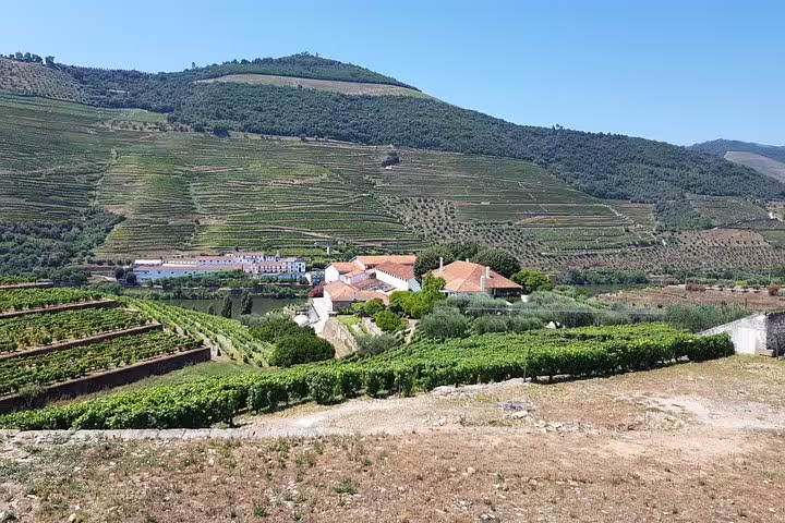 Scenic view of Douro Valley vineyards with terraced hills and traditional farmhouses, ideal for a private tour.