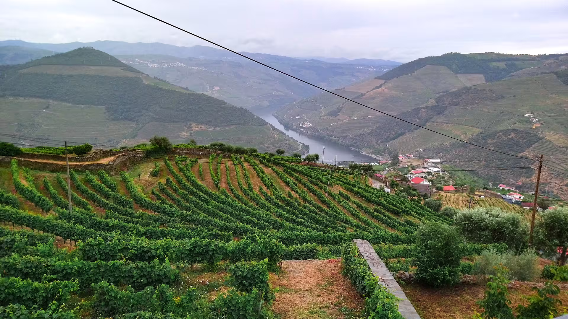 Scenic view of Douro Valley vineyards with terraced hillsides and river, highlighting Foz Côa tour's natural beauty.