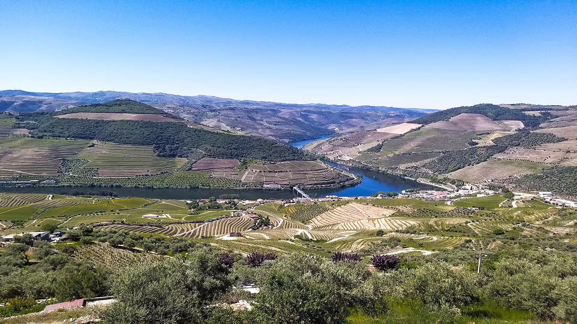 Scenic view of Douro Valley vineyards and river, highlighting lush landscapes and terraces on the Foz Côa and Douro Private Tour.