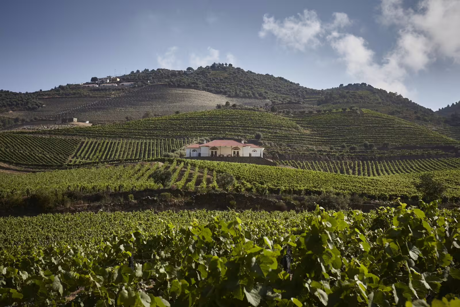 Lush vineyards and a charming estate in the picturesque Douro Valley, showcasing Portugal's renowned wine region's beauty.