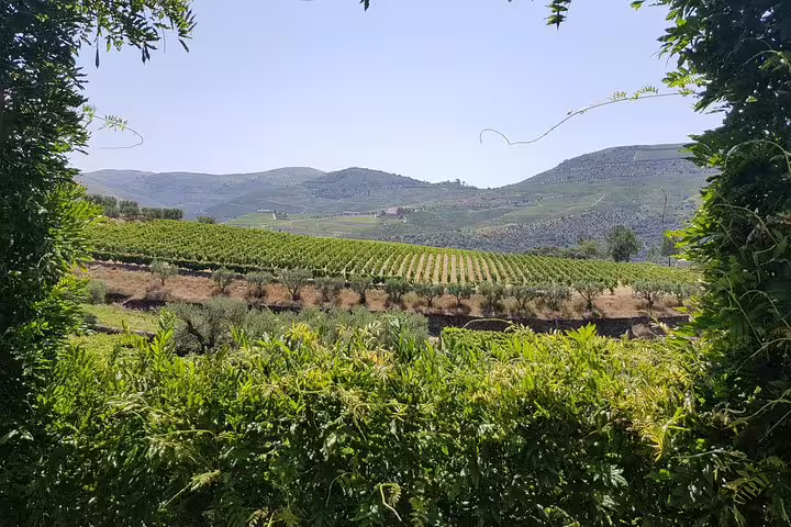 Scenic view of lush vineyards and rolling hills in Portugal's Douro Valley, ideal for wine tours and tastings.