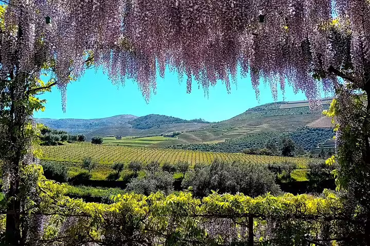 Scenic view of Douro Valley vineyards framed by blooming wisteria, perfect for a guided wine tour experience.