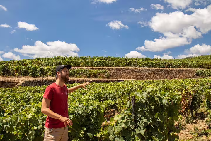 Guide explaining vineyard terraces under a bright sky during a Douro Valley historical wine tour from Porto.